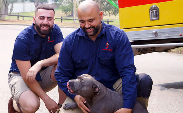 Dog Engagement Plumbers